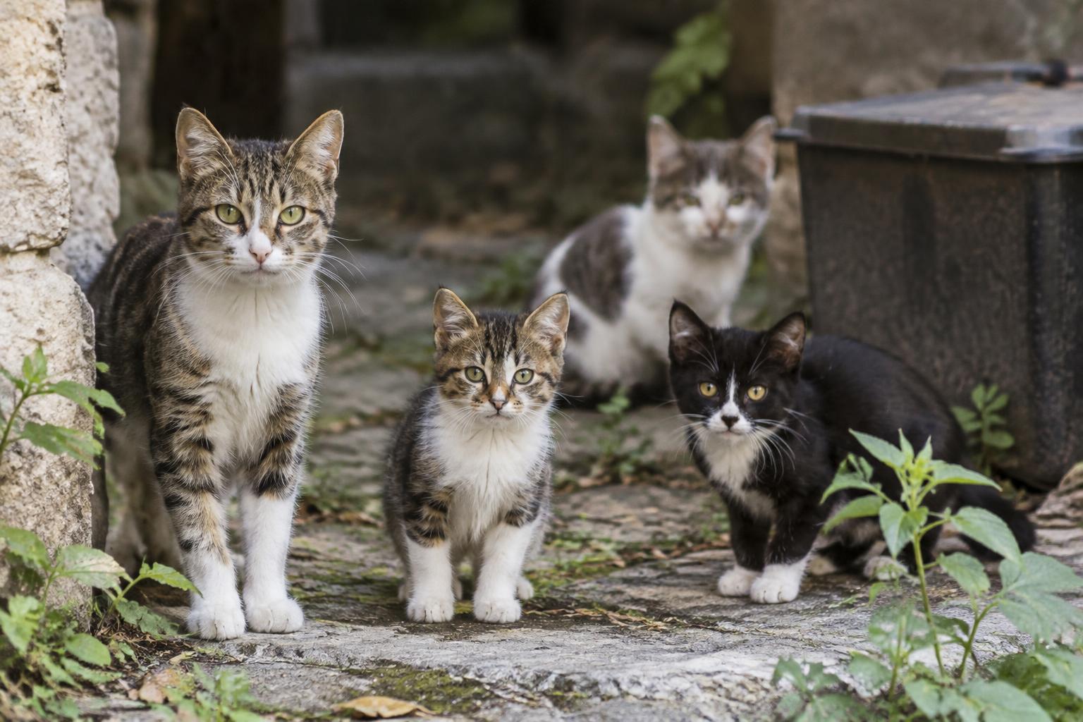 SPD will Katzenschutzverordnung für Maintal prüfen lassen 🐱📋
